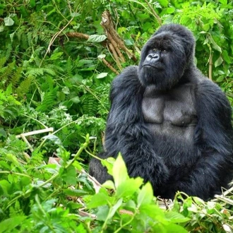 tourhub | Alaitol Safari | Rwanda & Uganda Gorilla Experience 