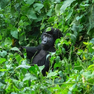 tourhub | G Adventures | Gorillas of Uganda Overland Safari 