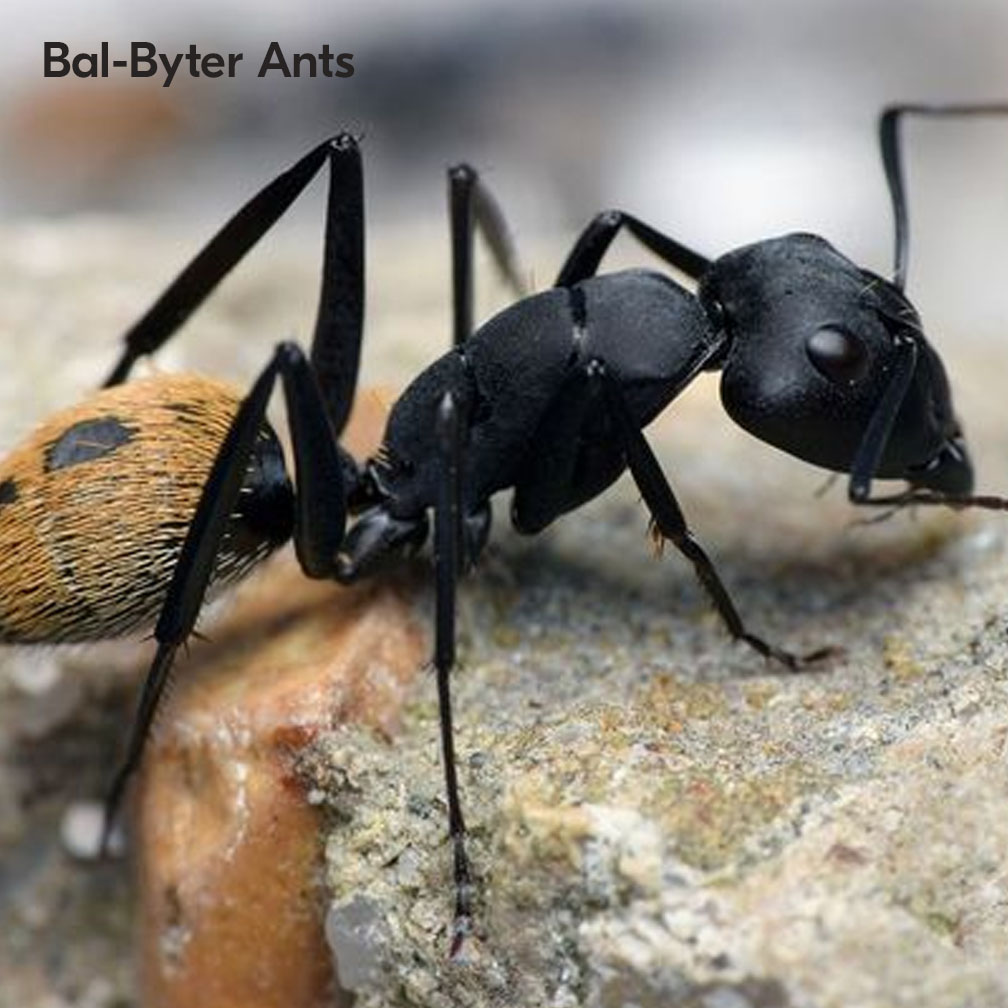 Bal-Byer Ants In South Africa 