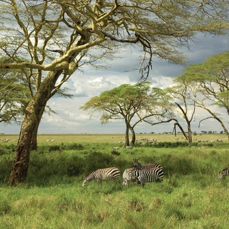 tourhub | Intrepid Travel | Serengeti Trail 