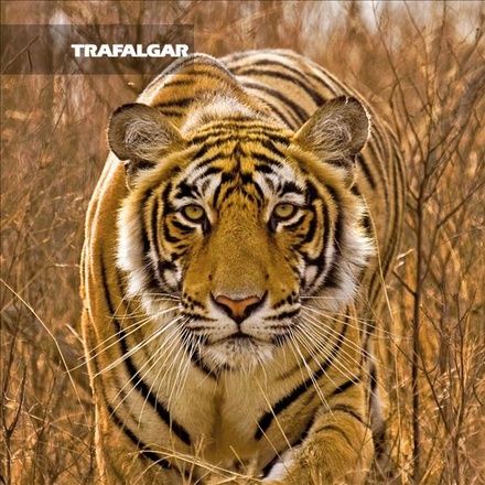 Golden Triangle and the Tigers of Ranthambore