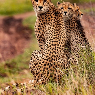 tourhub | Widerange African Safaris | Best 3 days Sharing safari package in Tanzania 