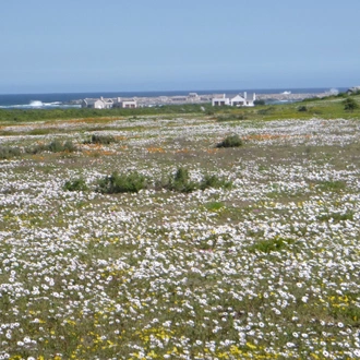 tourhub | HoneyBadger Travel & Tours | South Africa Flower Safari Namaqualand & West Coast 