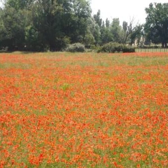 tourhub | UTracks | Provence Backroads 