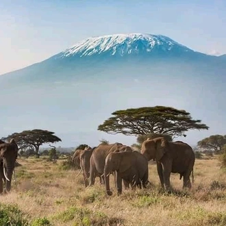 tourhub | Johnbow Tours and Travel | 4-Days Safari Masai Mara & Amboseli National Park 