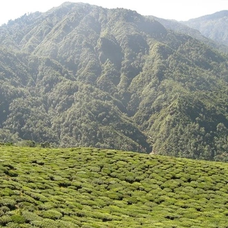 tourhub | Agora Voyages | Darjeeling Tea Estate Tour 