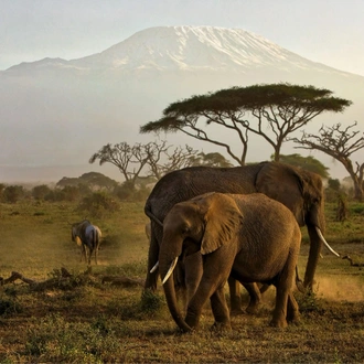 tourhub | Tilman Safaris | Kenya Wildlife Safari 