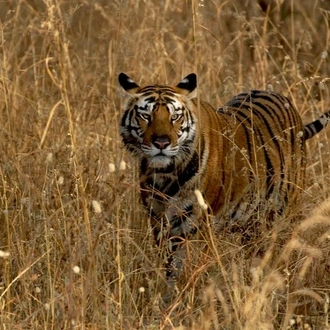 tourhub | Agora Voyages | Safari Expedition in Tadoba National Park from Nagpur 