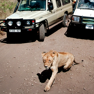 tourhub | G Adventures | Tanzania: Chimp Trekking & Serengeti Safari 