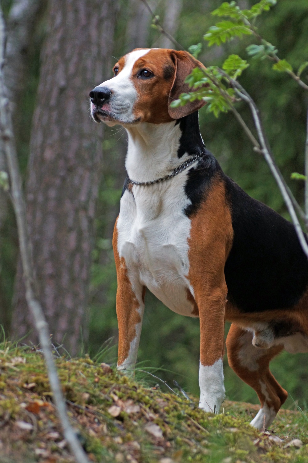 Hamiltonstövare är en svensk hundras som används vid löshundsjakt. Foto: Lotta Bengtsson