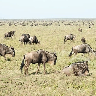 tourhub | Widerange African Safaris | 5 Days Popular Tanzania Serengeti migration Safari Tour in Southern Ndutu 