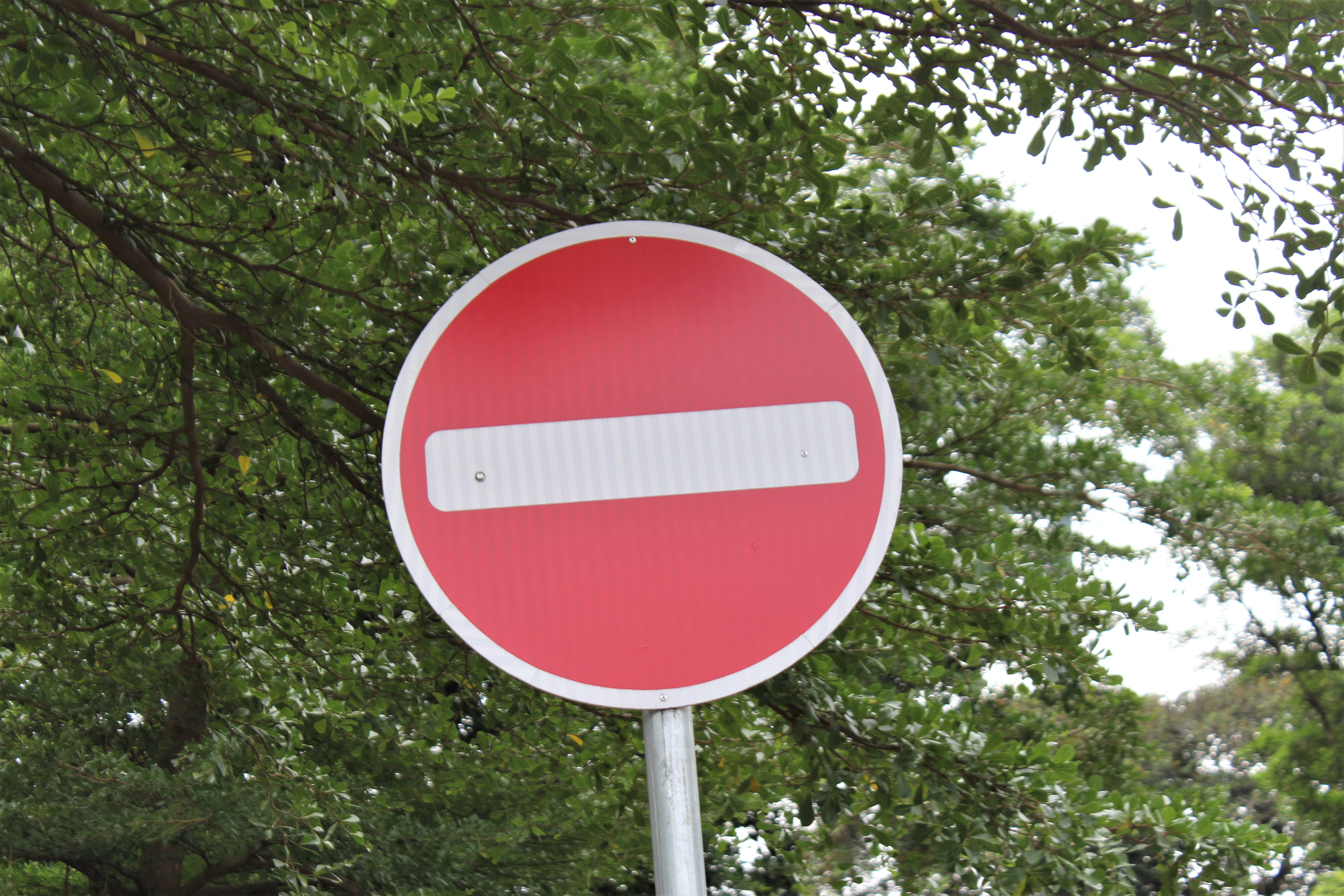 no entry sign with tree leaves and branches background