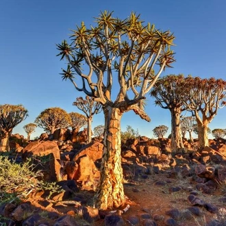 tourhub | Chameleon Safaris Namibia | 7 Day Southern Namibia & Sossusvlei Camping Safari 