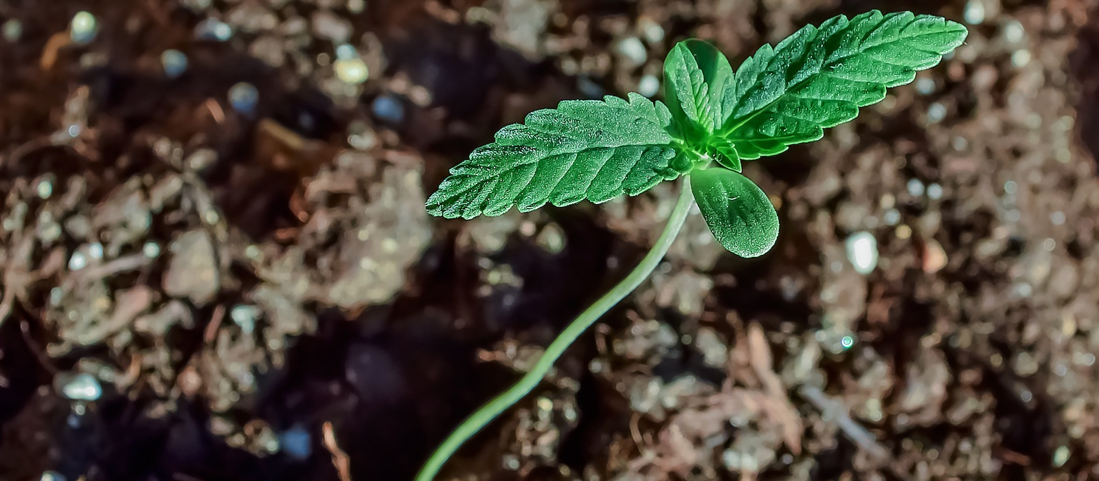 Seedling Stage In Cannabis Plants
