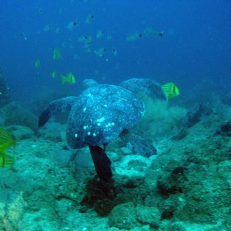 tourhub | Bamba Travel | Galapagos Island Hopping Diving Full Experience 8D/7N 