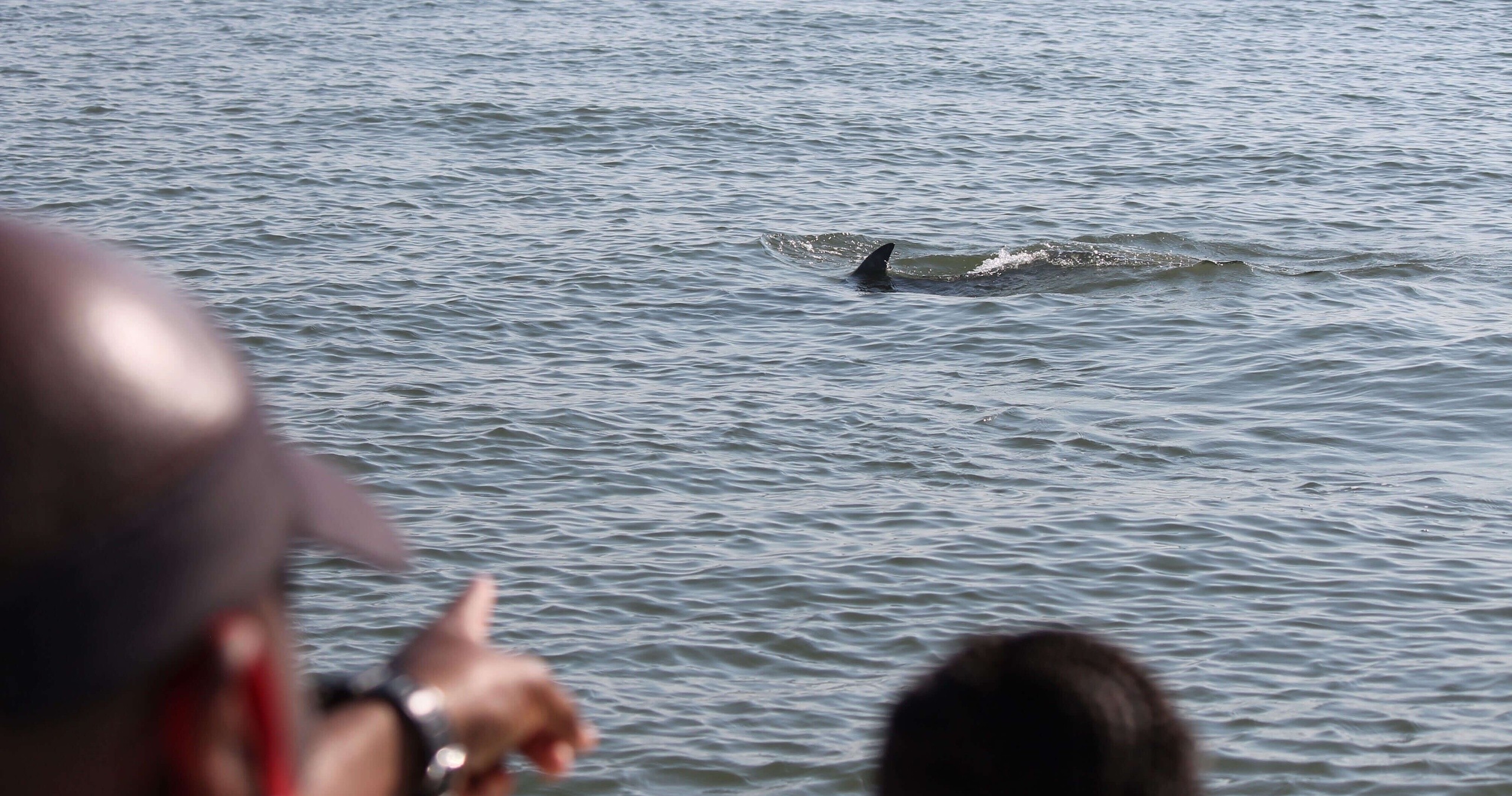 Private Dolphin Experience Boat Tour