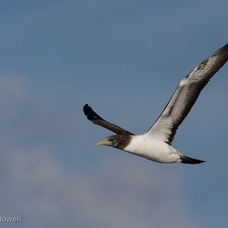 tourhub | Heritage Expeditions | Seabirds & Cetaceans of Australasia 