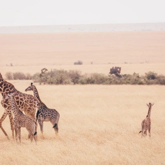 tourhub | Intrepid Travel | Masai Mara Walk 