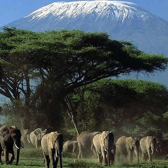 tourhub | Gracepatt Ecotours Kenya | 2-Day Amboseli National Park Safari- Daily Departures 