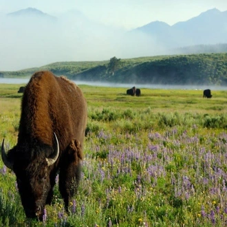 tourhub | Today Voyages | Rockies & Yellowstone XL 