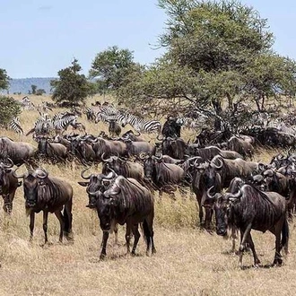 tourhub | Gracepatt Ecotours Kenya | Private 8 Days Masai Mara Wildebeest Migration Safari Adventures 
