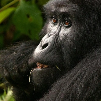 tourhub | Ecovic Tours and Travel Uganda | 3-Day Mountain Gorillas & Batwa Community Visit OR Canoe ride on Lake Bunyonyi Safari 