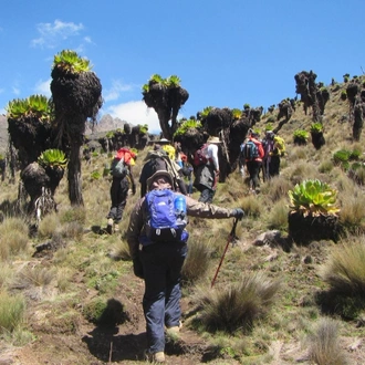 tourhub | Spider Tours And Safaris | 4 Days Mount Kenya Climb Sirimon Route 