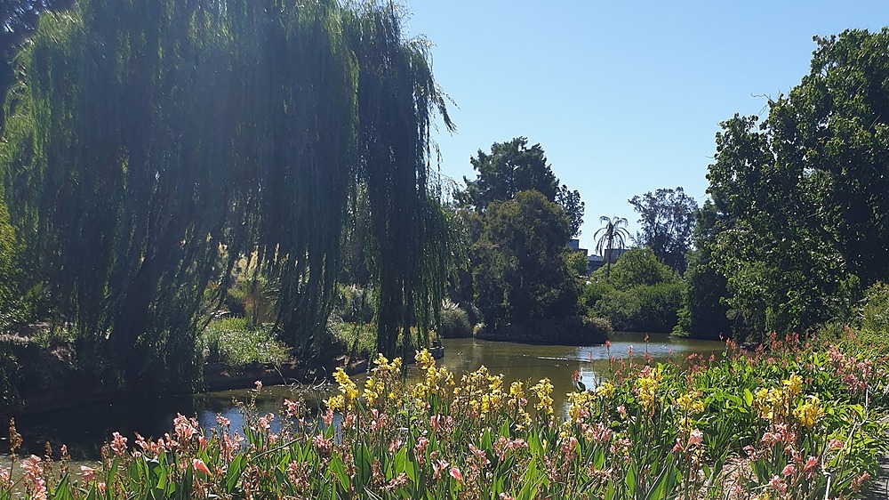 The lake in the Adelaide Botanic Garden (Park 11)