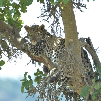 tourhub | Royal Private Safaris | 9 DAYS EXCITING KENYA SAFARI WITH CHIMPANZEE SANCTUARY VISIT 