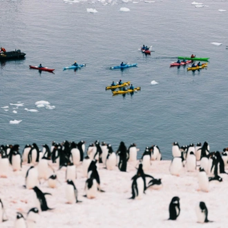 tourhub | Intrepid Travel | Best of Antarctica: Whale Discovery (Ocean Endeavour)  