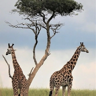 tourhub | Widerange African Safaris | Best 3 days Sharing safari package in Tanzania 