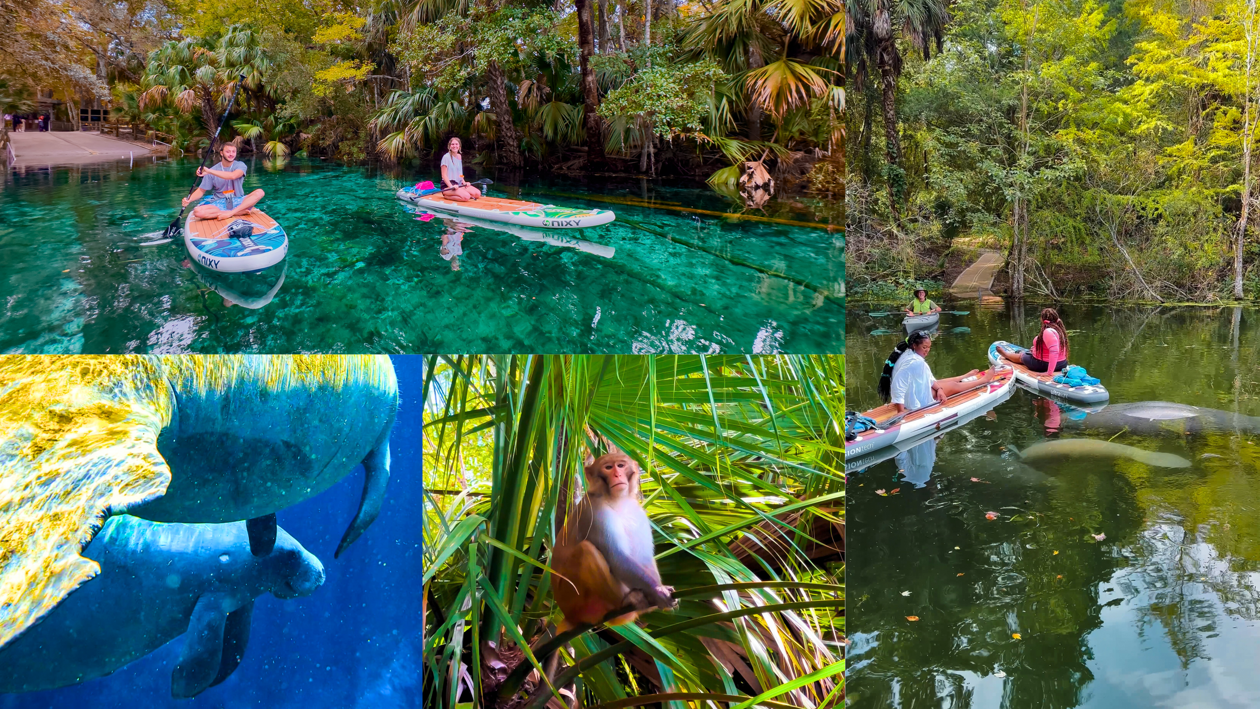 Manatee & Monkeys Silver Springs Paddle Board Adventure