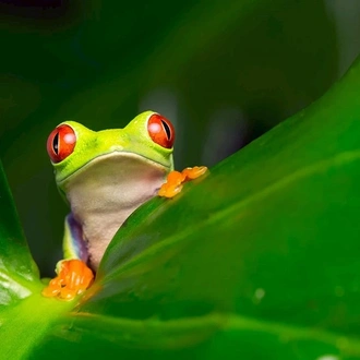 tourhub | Trafalgar | Land of the Incas with Peruvian Amazon 