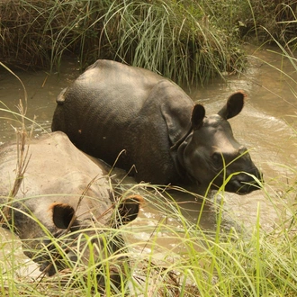 tourhub | Discover Activities | India Nepal Wild life with Cultural Trails 