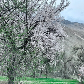 tourhub | Beyond the Valley LLP | Hunza Valley Cultural Tour 