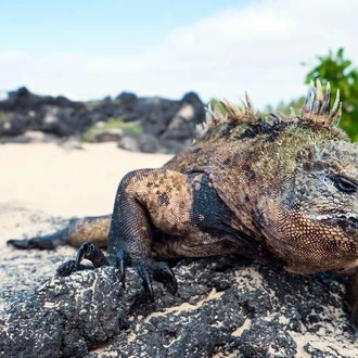 tourhub | Explore! | Galapagos - Central & West Islands aboard the Treasure 