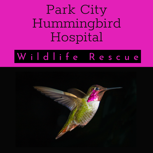 Park City Hummingbird Hospital logo