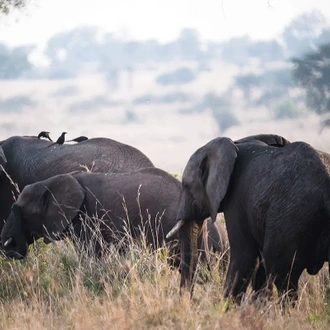 tourhub | Ecovic Tours and Travel Uganda | 03 - Days Wildlife of Murchison Falls Safari 