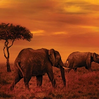 tourhub | Globus | East Africa Private Safari with Nairobi 