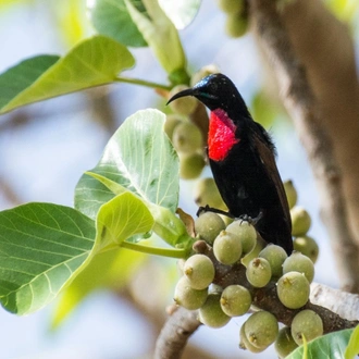 tourhub | Finot Tour and Safari Ethiopia | Bird Watching 13 Days Tour Package 