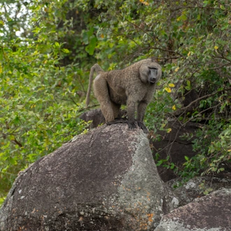 tourhub | Verdoro Safaris | 3-Day Gorilla Trekking in Mgahinga Park 