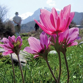 tourhub | Travelsphere | Wildflowers of Crete 