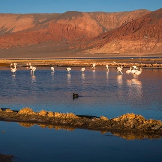 tourhub | Undiscovered Destinations | Argentina and Chile Puna & Atacama Experience 