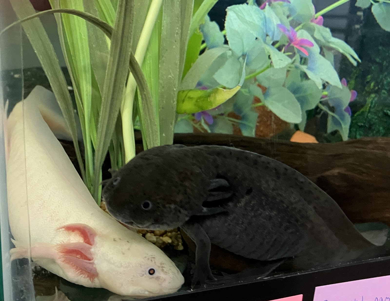 Axolotls