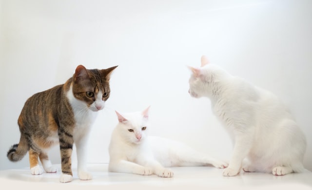 The richest cat in the world is well-groomed and elegant