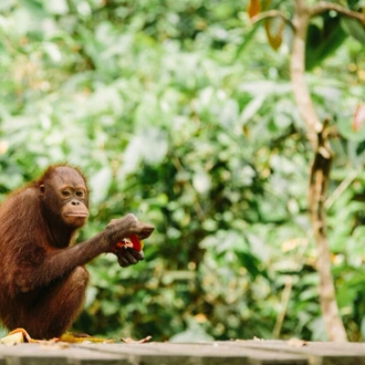 tourhub | Intrepid Travel | Indonesia Expedition: Orangutans of Kalimantan  