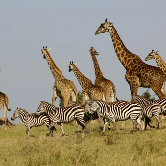 tourhub | Starluck Travel | 3 Days Masai Mara Road Package 