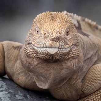 tourhub | World Expeditions | Galapagos Islands: Bays & Beaches aboard Origin, Theory & Evolve 