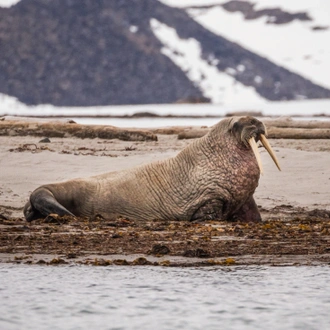 tourhub | Intrepid Travel | Svalbard Explorer: Best of High Arctic Norway in Depth 