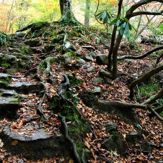 tourhub | Intrepid Travel | Hiking the Best of Great Smoky Mountains National Park		 